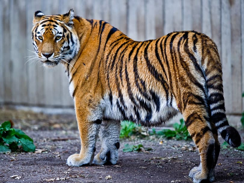 Zoos: Capacitação e integração, primeiros passos de um longo caminho