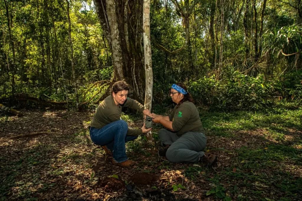 Instalação de armadilha fotográfica