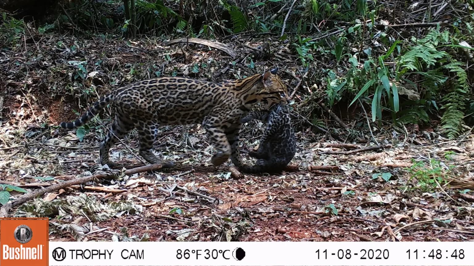 Jaguatirica