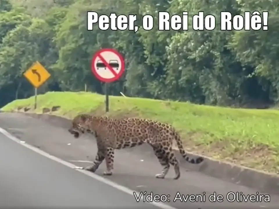 Onça Peter atravessando a pista