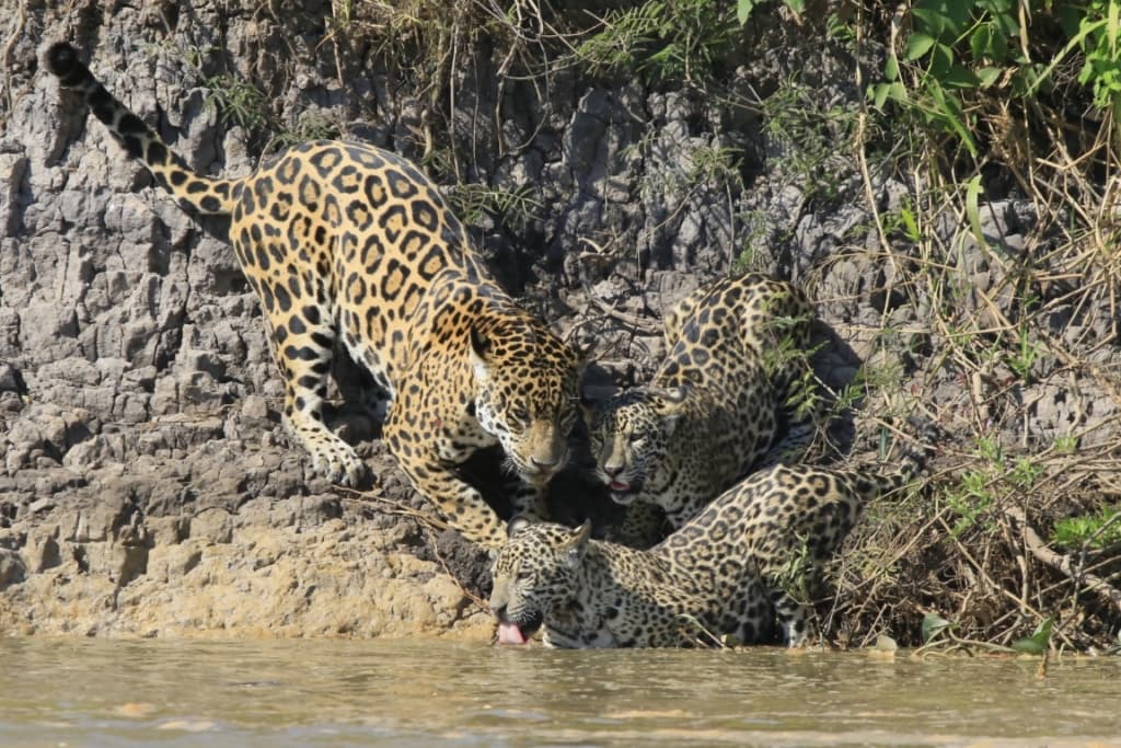 Onça-pintada: símbolo brasileiro de conservação da biodiversidade