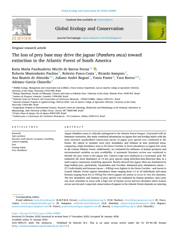 The loss of prey base may drive the jaguar (Panthera onca) toward extinction in the Atlantic Forest of South America