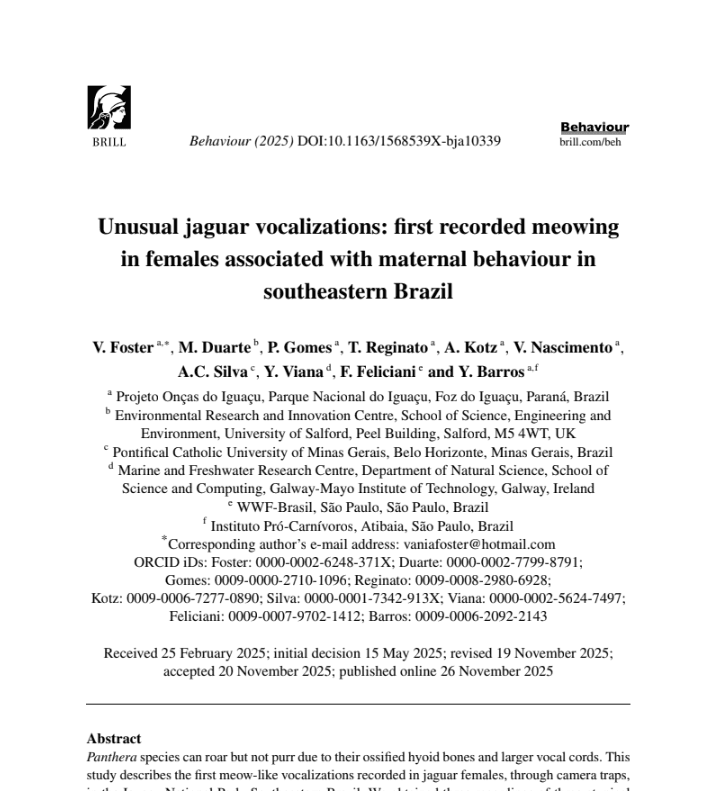 Unusual jaguar vocalizations: first recorded meowing in females associated with maternal behaviour in southeastern Brazil