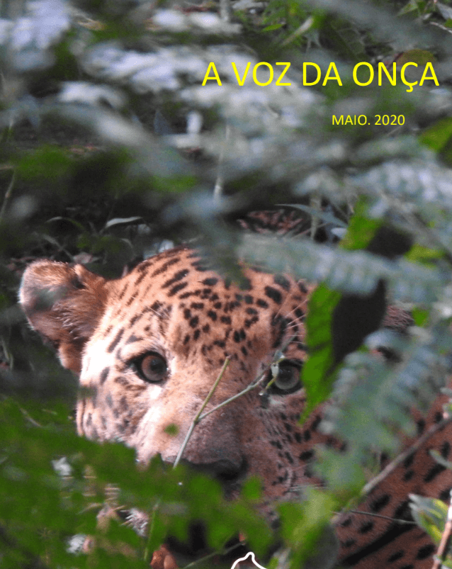 Boletim A Voz da Onça - Maio 2020