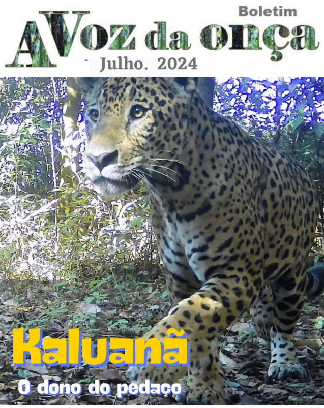 Boletim A Voz da Onça - Julho 2024