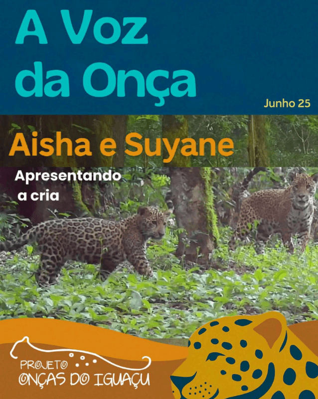 Boletim A Voz da Onça - Junho 2025