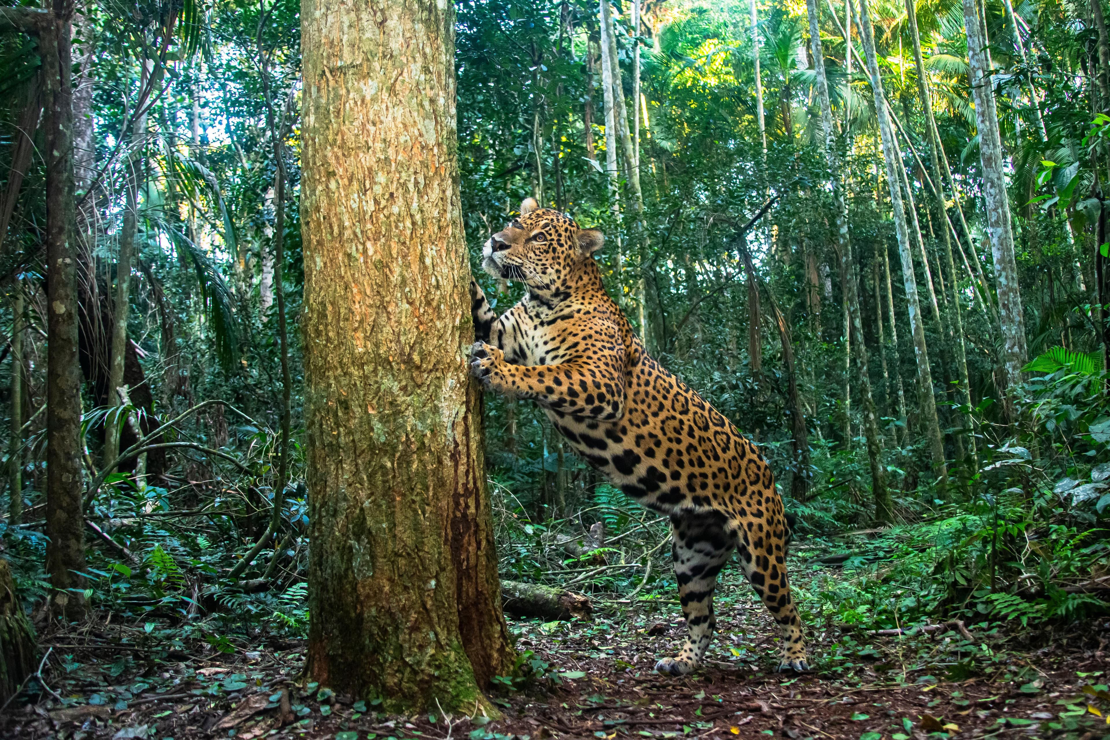 Onça-pintada observando a floresta do Parque Nacional do Iguaçu