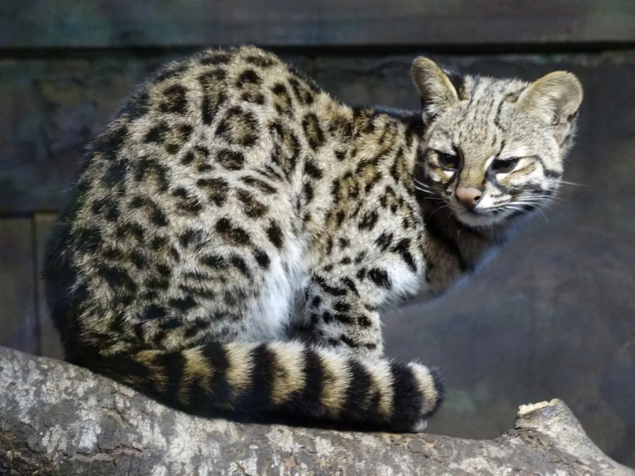 Gato-do-Mato-Pequeno