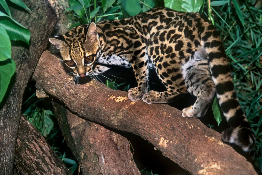Gato-Maracajá