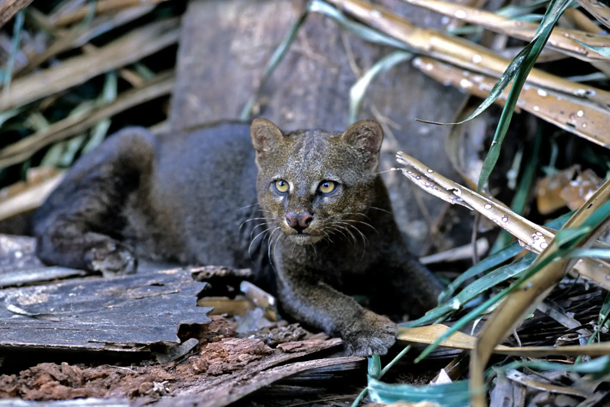 Gato-Mourisco