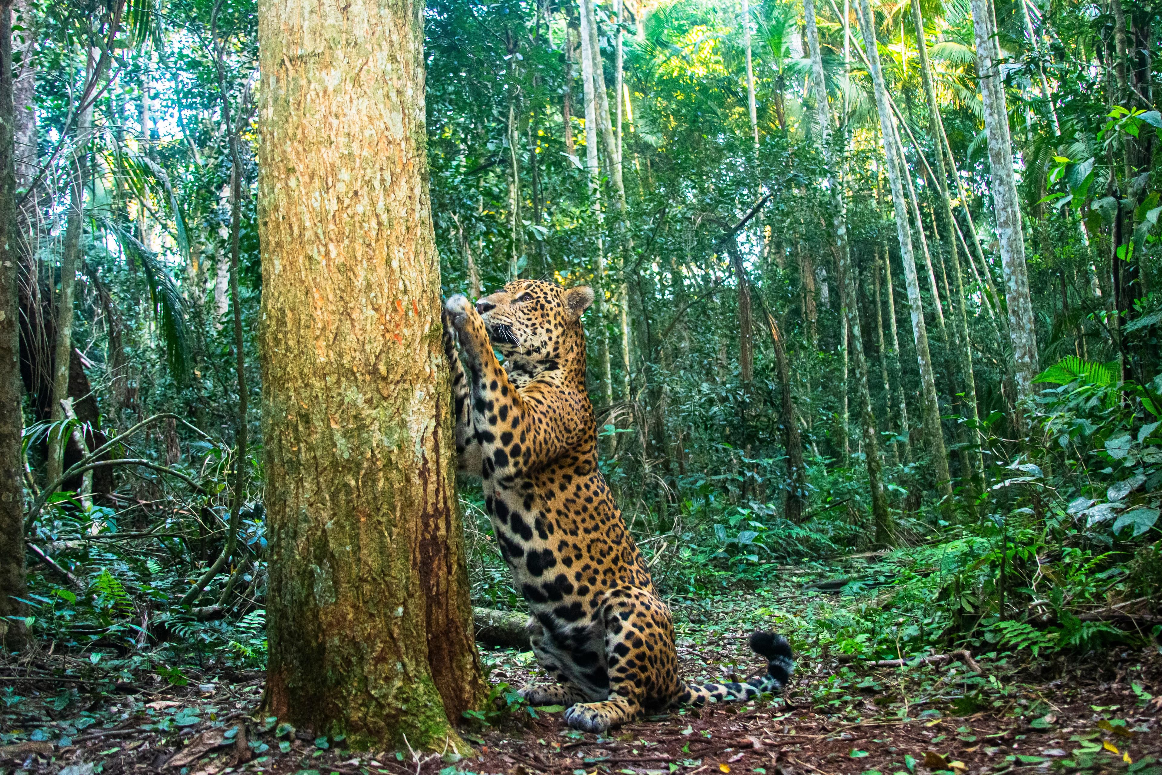 Onça-pintada na Mata Atlântica