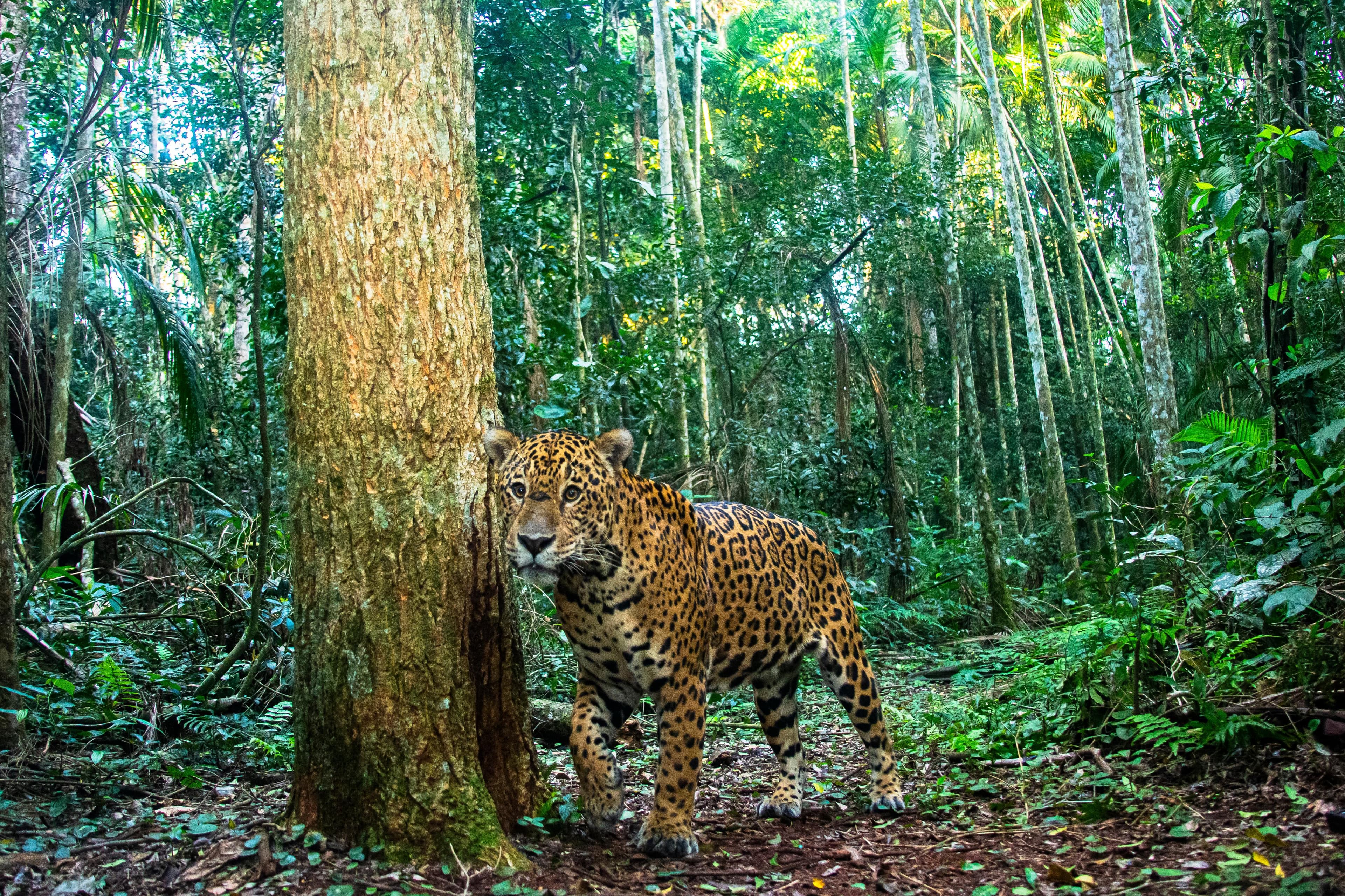 Onça-pintada na floresta