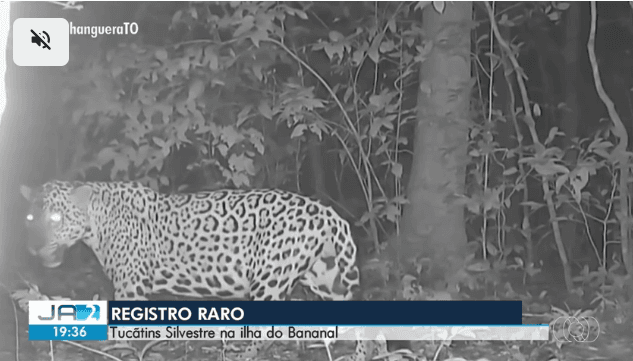 Imagem de onça caminhando na mata.